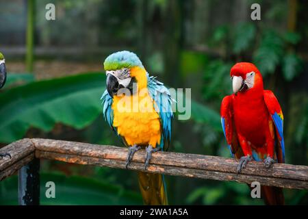 Un gruppo di pappagalli colorati che guardano i semi in fila. nello zoo dello sri lanka. Messa a fuoco selettiva Foto Stock
