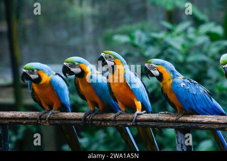 Un gruppo di Blue Macaws che guarda i semi di fila. nello zoo dello sri lanka. Foto Stock