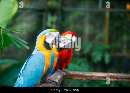 Tre diversi colori di pappagalli che stanno insieme. di fila Foto Stock