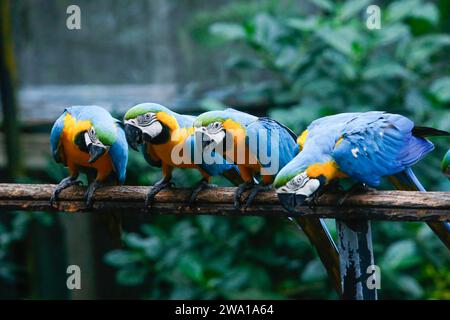 Un gruppo di Blue Macaws che guarda i semi di fila. nello zoo dello sri lanka. Foto Stock