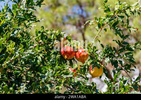 Frutti di melograno maturi appesi su rami di alberi nel giardino Foto Stock