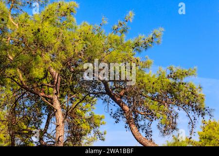 Pino turco (Pinus brutia) contro il cielo blu Foto Stock