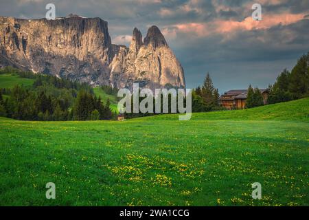 Pittoresco luogo alpino con fiori di tarassio gialli sui campi verdi. Spettacolari scogliere e prati fioriti all'alba, Alpe di Siusi, Dolomiti Foto Stock