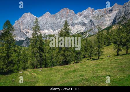 Splendida vista con la foresta di larici e l'alta cresta del Dachstein, Ramsau am Dachstein, Stiria, Austria, Europa Foto Stock