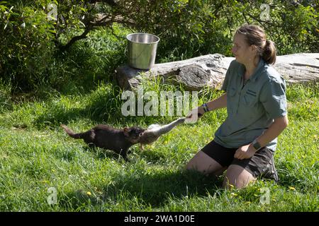 Il diavolo della Tasmania che tira una gamba di canguro tenuta da una lavoratrice all'East Coast Natureworld Sanctuary di Bicheno Foto Stock