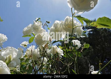 Naturale verso l'alto basso-angolo su rose bianche contro un cielo blu nel giardino Foto Stock