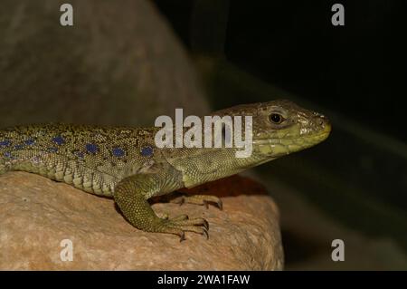 Primo piano dettagliato di una lucertola Ocellata in via di estinzione, Timon lepidus, seduto su una roccia Foto Stock