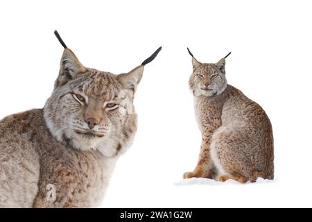 Lince dei Carpazi seduta sulla neve isolata su uno sfondo bianco Foto Stock