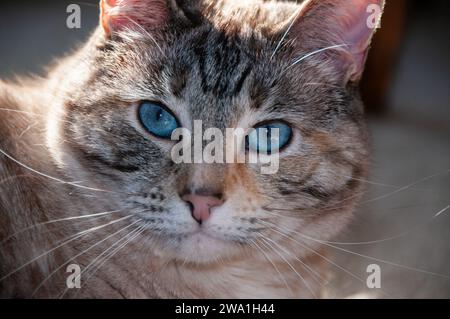 Ritratto di primo piano della testa di un gatto domestico a righe bianche e grigie con splendidi occhi blu. Foto Stock