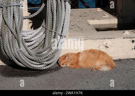 Un gatto arancio soffice e longhair fa un pisolino pomeridiano su una superficie di cemento accanto a una grande spirale di corda. Foto Stock