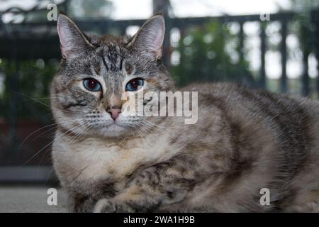 Ritratto di primo piano della testa di un gatto domestico a righe bianche e grigie con splendidi occhi blu. Foto Stock