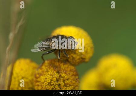 Primo piano naturale dettagliato sul piccolo dronefly dagli occhi macchiati, Eristalinus sepulchralis su un fiore giallo Tansy Foto Stock