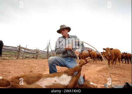 Brandizzazione del bestiame in un ranch, vicino a Canyonlands NP, Utah Foto Stock