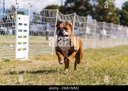 Happy American Bulldog che corre attira sport di cani al sole Foto Stock