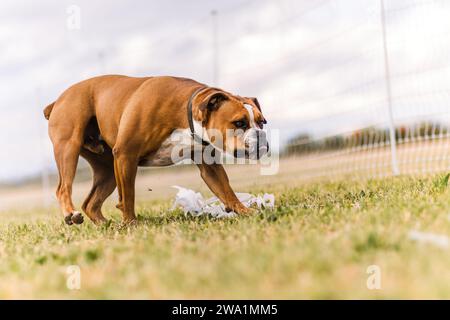 Buon Bulldog americano che si sporca la lingua in una giornata nuvolosa nell'erba Foto Stock