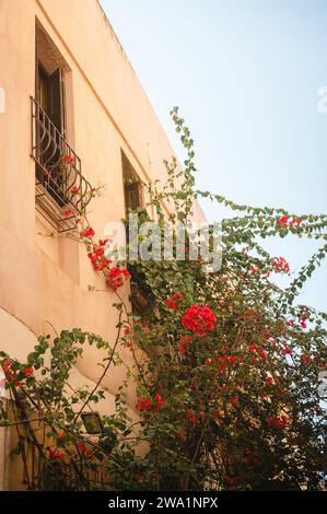 Bouganvillea fioritura della vite sul lato esterno dell'edificio Foto Stock