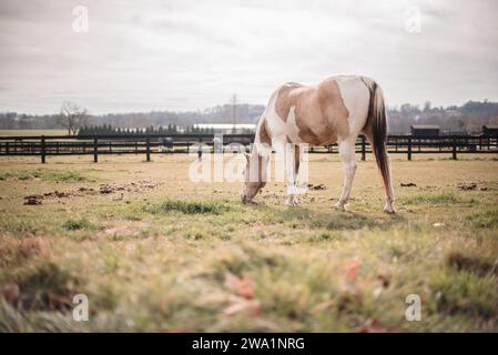 Il cavallo pinto pascolava nei pascoli in autunno Foto Stock