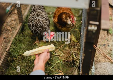 La persona dà da mangiare a polli da cortile avanzi di granturco nel coop Foto Stock