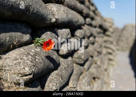 Dixmude est au centre du Westhoek flamand. La viulle est connue pour le role important qu'elle a joue ainsi que sa plaine environnante dans le deroule Foto Stock