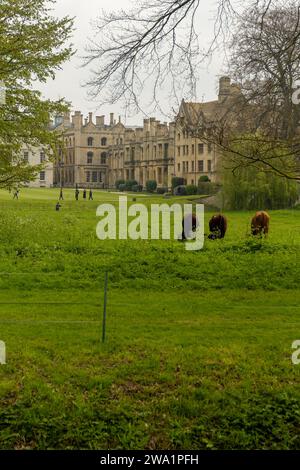 Guardando attraverso l'erba dove le mucche pascolano verso una parte del Kings Colege Cambridge, Cambridgeshire, aprile 2023. Foto Stock
