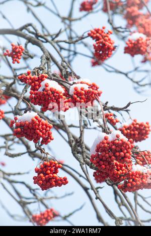 bacche di cenere ricoperte di neve sfondo invernale foto umore 4k rowan bacche sotto la neve Foto Stock