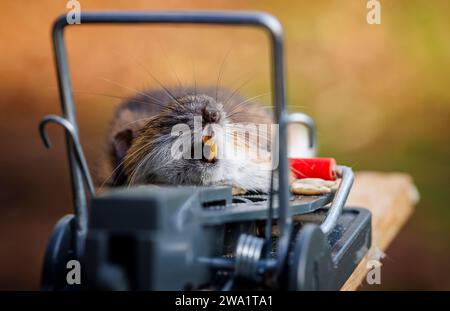 Un topo della casa morta (Mus musculus) catturato in un tipico trapano tradizionale con trapunta a molla Foto Stock