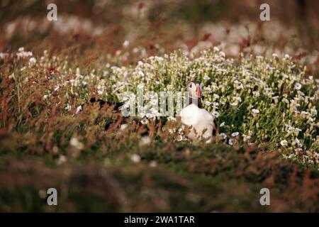 Un puffin Atlantico (Fratercula arctica) in piedi in fiori su Skomer, un'isola al largo della costa del Pembrokeshire nel Galles occidentale, nota per la sua fauna selvatica Foto Stock