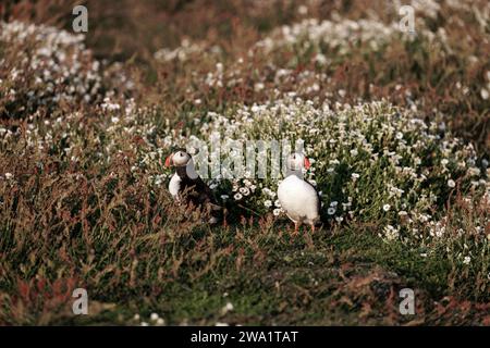 Due pulcinelle di mare dell'Atlantico (Fratercula arctica) in fiore su Skomer, un'isola al largo della costa del Pembrokeshire nel Galles occidentale, nota per la sua fauna selvatica Foto Stock