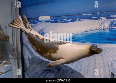 Il modello di foca dell'arpa (Pagophilus groenlandicus), altri nomi: Foca sellino o foca groenlandese, animale della famiglia Phocidae esposto nella National M Foto Stock