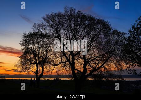 Maestosi alberi al tramonto sulla Calton Hill a Edimburgo, Scozia, Regno Unito. Foto Stock