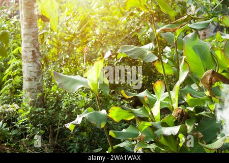 Proprietà di piante medicinali o canna indica o Buthsarana che crescono selvatiche in giardino, erba tropicale carta da parati natura Foto Stock