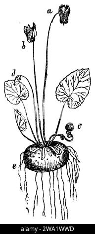 Ciclamino europeo, a u. b, due fiori su un fusto, con la corolla a forma di campana, la frangia a cinque parti si rompe, c capsula, al momento della frutta su un fusto elicoidale, d bocciolo di fiore, e tubero a forma di disco ! (Fleshy, tuberous rhizome)., Cyclamen purpurascens, (libro botanico, 1886), Europäisches Alpenveilchen, a u. b, zwei Blüten auf einem Schaft, mit der glockigen Blütenkrone, deren fünfteiliger Saum zurückgebrochen, c Kapsel, zur Fruchtzeit auf schraubig gewundenem Schaft, d Blütenknospe, e scheibenförmige Knolle ! (Fleischiger, knollenartiger Wurzelstock), Cyclamen pourpre, a et b, deux fleurs Foto Stock