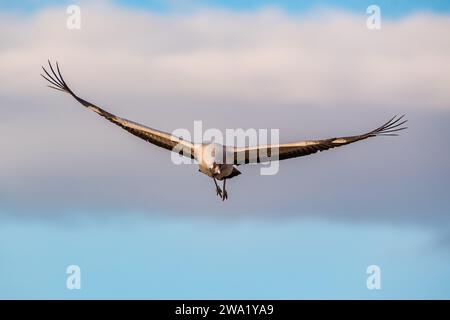 Gru comune che volano, Grus grus, Gallocanta Lagoon, Aragona, Spagna Foto Stock