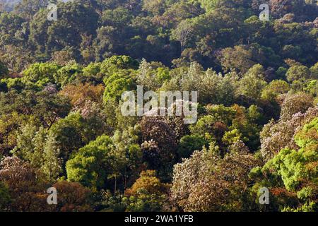 Splendida vista sulle montagne della foresta naturale dalla cima del Kerala Foto Stock