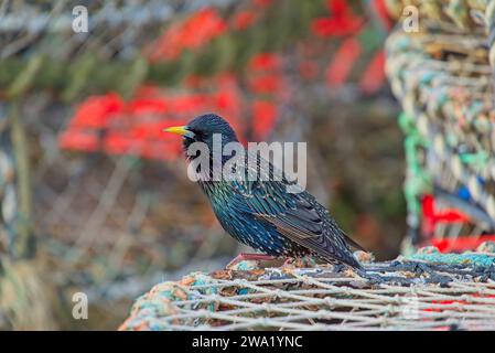 Starling appollaiato su un vaso di aragosta Foto Stock