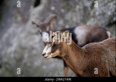 Ritratto di una pecora. Mouflon europeo della Corsica. Una femmina e un maschio Ovis aries musimon. Foto Stock