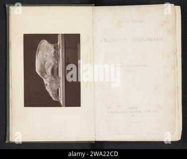 Cranio di Ursus Spelaeus, c. 1871 - in o prima del 1881 stampa fotomeccanica animali di carta del Regno Unito (+ cranio di un animale). bestie prede, animali predatori: orso Foto Stock