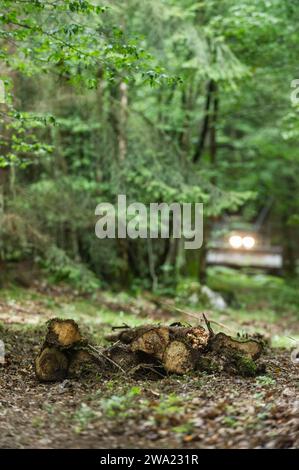 Le debusquage suit le debardage. Il s'agit d'assurer le Transport du bois depuis les senziers vers la Route ou les camions viendront emporter les grum Foto Stock