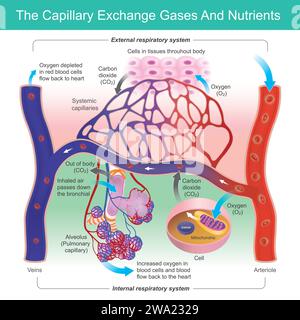 Gas di scambio capillare e nutrienti. Funzione capillare in scambio di ossigeno e anidride carbonica nei globuli rossi. Illustrazione Vettoriale