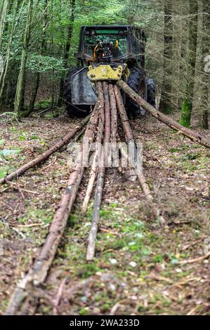 Le debusquage suit le debardage. Il s'agit d'assurer le Transport du bois depuis les senziers vers la Route ou les camions viendront emporter les grum Foto Stock