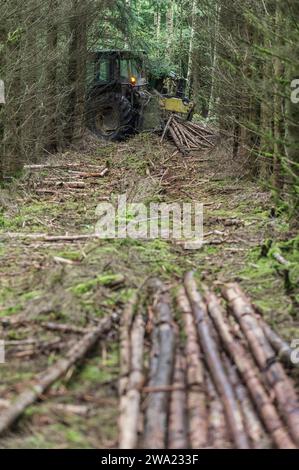 Le debusquage suit le debardage. Il s'agit d'assurer le Transport du bois depuis les senziers vers la Route ou les camions viendront emporter les grum Foto Stock