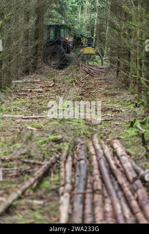 Le debusquage suit le debardage. Il s'agit d'assurer le Transport du bois depuis les senziers vers la Route ou les camions viendront emporter les grum Foto Stock