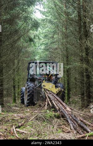 Le debusquage suit le debardage. Il s'agit d'assurer le Transport du bois depuis les senziers vers la Route ou les camions viendront emporter les grum Foto Stock