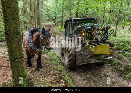 Le debusquage suit le debardage. Il s'agit d'assurer le Transport du bois depuis les senziers vers la Route ou les camions viendront emporter les grum Foto Stock