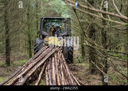 Le debusquage suit le debardage. Il s'agit d'assurer le Transport du bois depuis les senziers vers la Route ou les camions viendront emporter les grum Foto Stock