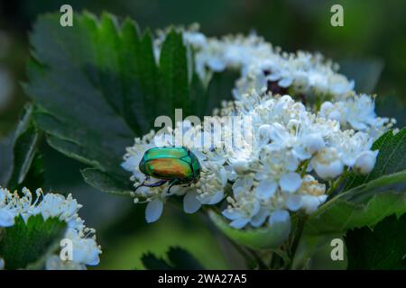 Primo piano Cetonia aurata, o la rosa verde chafer, un coleottero su un fiore di rosa bianco fiorente. Foto Stock