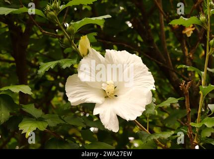 Fiore di rosa bianca contro foglie di arbusti verdi scuro Foto Stock