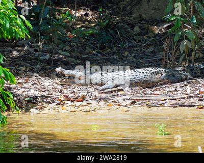Vista di un coccodrillo che riposa sulle rive del fiume Daintree vicino a Cape Tribulation nel nord del Queensland, Australia Foto Stock