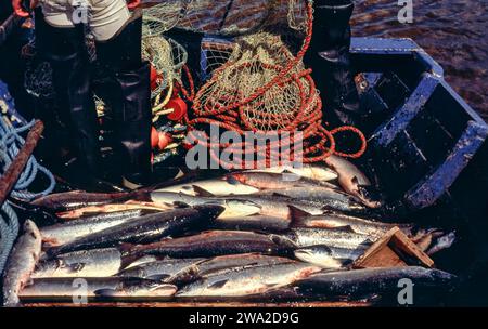 Salmone con rete River Spey Scotland durante gli anni '1990 scatole nella barca piena di salmone Foto Stock