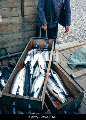 Salmone con reti River Spey Scozia nel corso degli anni '1990 scatole di pesce pronte per la spedizione al mercato di Aberdeen Foto Stock